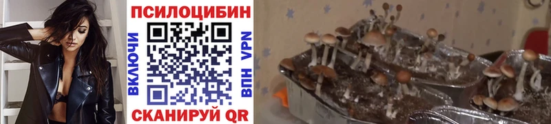 Галлюциногенные грибы Psilocybe  Звенигород 